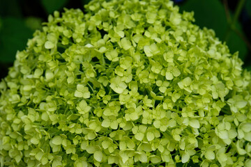 薄緑のアナベルの花
