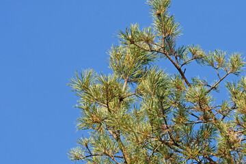 Bottom view of pine branches against the blue sky