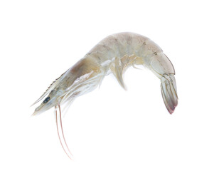 raw shrimp isolated on white