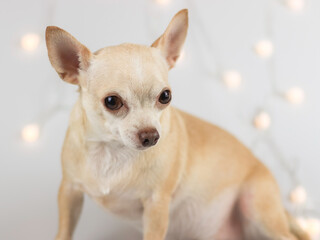  brown short hair Chihuahua dog sitting on white background with Christmas lights, looking  at camera. Pet's health or behavior concept.