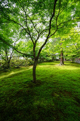 Fototapeta na wymiar 大原三千院の苔むす庭園