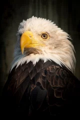 Foto op Plexiglas Warm morning sunlight highlights the beauty of this Bald Eagle. © ricardoreitmeyer