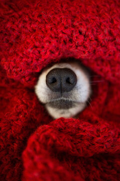 Black nose of welsh corgi pembrok dog covered in knitting red scarf. winter season spanding time. cozyness and funny dog