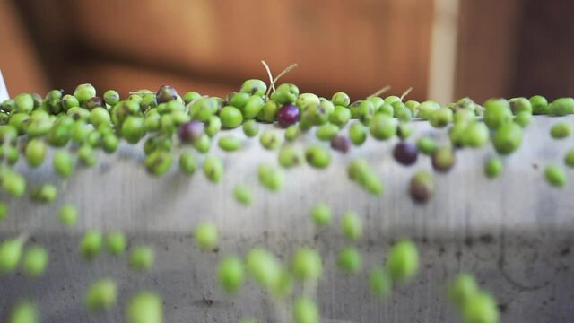 Olive in ultra slow motion