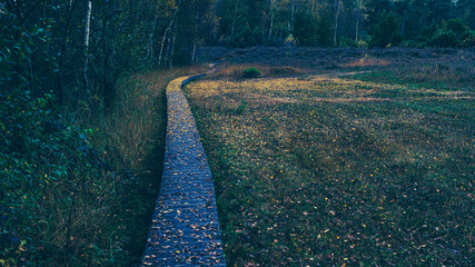 Boardwalk in nature reserve covered with fallen yellow autumn leaves.