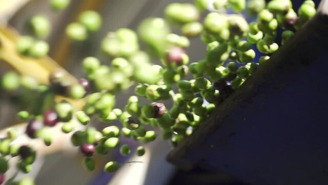 Olive in ultra slow motion