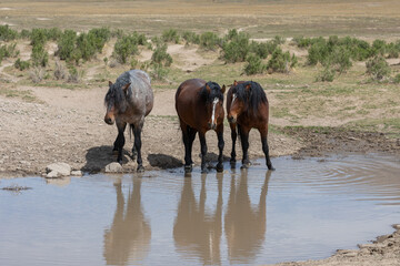 Wild Horses at a Utah Desert Waterhole