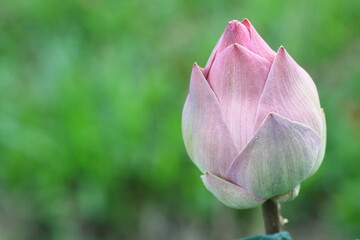 macro / close up of pink lotus flower (waterlily) with blurred green background