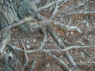 The roots of an old tree on the surface of the earth