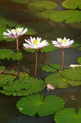 The beautiful white lotus flower or water lily reflection with the water in the pond.The reflection of the white lotus with the water.