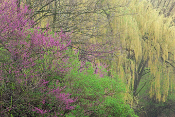Spring landscape of weeping willows and redbuds in bloom, Michigan, USA