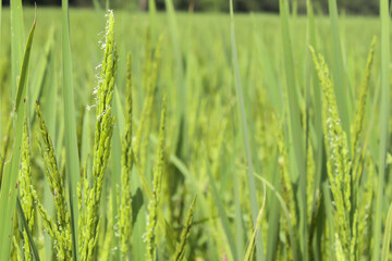 Photographs of green rice in fields taken up close.