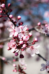 Cherry blossom tree. Sakura blooming time, pink flowers. Botanical backgrround
