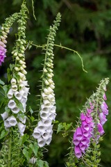 beautiful white and pink foxgloves on a sunny day