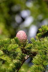 Fototapeta na wymiar pine cone in a pine tree