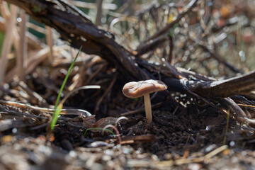 Detail photograph of a mushroom in the forest during autumn