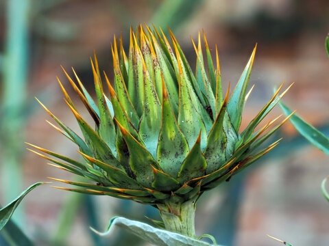 Closeup of a green bud with orange spines of the cardoon or artichoke thistle, Cynara cardunculus