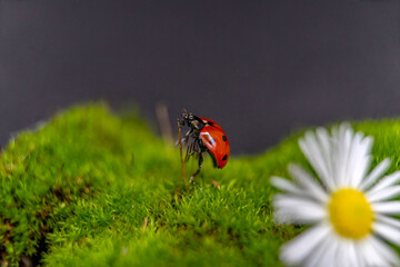 ladybug on a camomile