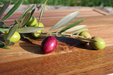 Branche avec olives sur fond bois