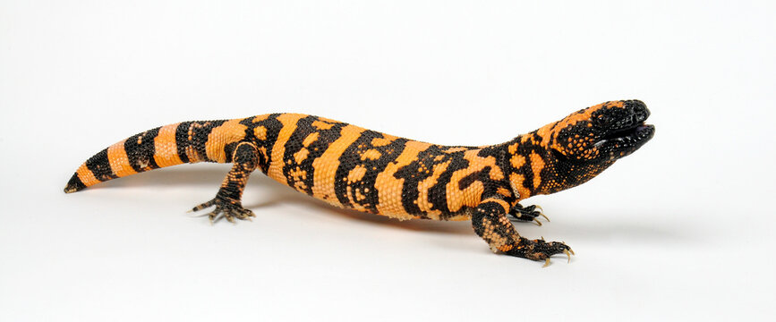 Gila monster, Gila-Krustenechse (Heloderma suspectum) 