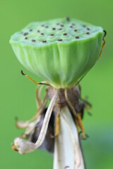 Marco / close up lotus seed and blurred green background