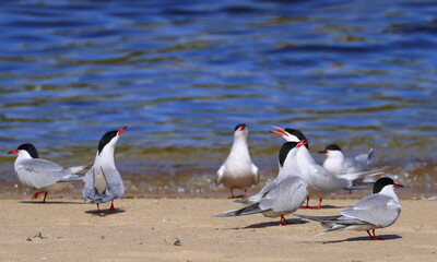 
terns by the sea