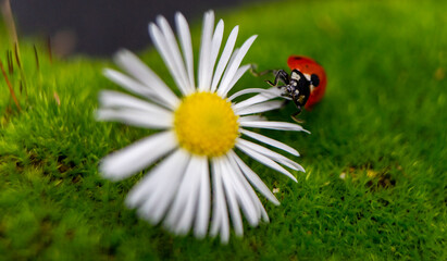 ladybug on camomile