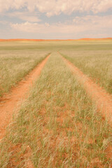 Naklejka premium Jeep tracks disappearing into an uncharacteristically green Namib desert