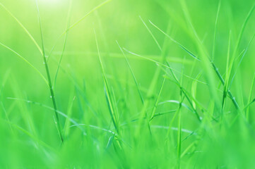 Natural Blur Grass Background 