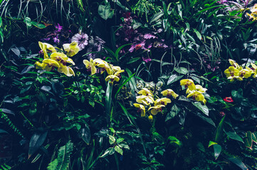 Fototapeta na wymiar blooming yellow orchids as part of vertical garden