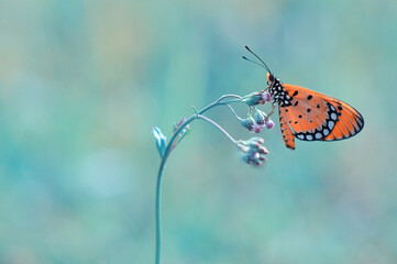 Fototapeta na wymiar orange butterfly on a flower