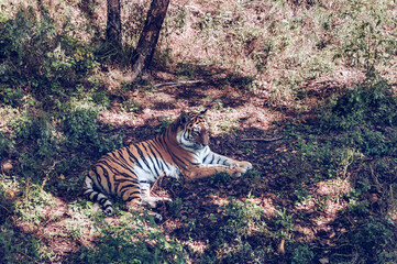 Naklejka na ściany i meble lying on the ground Amur tiger