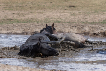 Wild Horses at a Utah Desert Waterhole