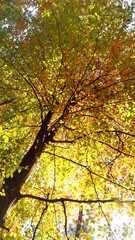 Beautiful autumn tree in the forest, colorful autumn