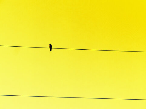 Single bird silhouette sitting on an electricity cable with yellow background.