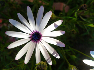 White daisies with a purple center (dimorphotheca), close up.