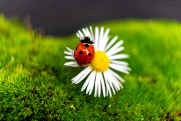 ladybug on grass