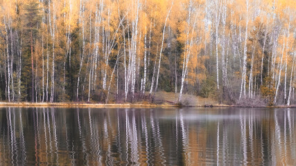 Landscape and background from the autumn birch forest near the lake.