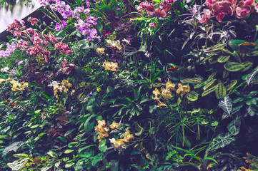 wall of orchids in bloom and other plants
