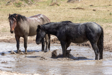 Fototapeta premium Wild Horses at a Utah Desert Waterhole