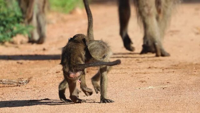 Two baby baboons romping in the sand in Kruger National Park.