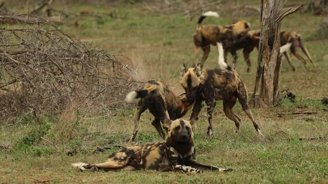 A pack of Wild Dogs greeting each other in Kruger National Park. 