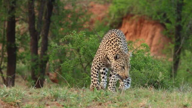 A male leopard following a scent and walking towards the camera.