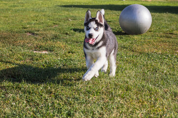 Playful husky puppy with blue eyes playing with big ball © Victoria