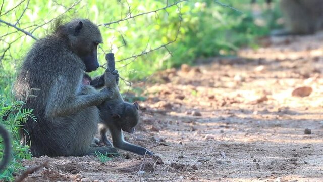 Female baboon grabbing her baby as it runs past to groom it, Kruger National Park.