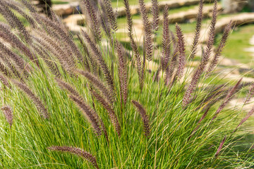 Closeup of fox tail flower of the genus Setaria growing in the oasis in Saudi Arabia