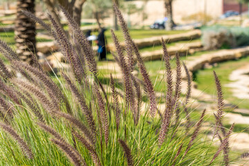 Closeup of fox tail flower of the genus Setaria growing in the oasis in Saudi Arabia