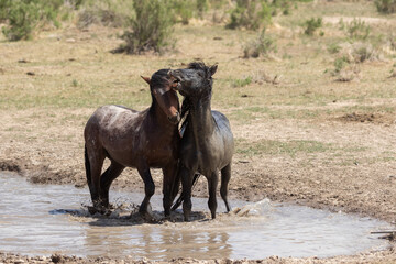 Wild Horses at a Utah Desert Waterhole