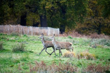 Two young deer stags running in the woods