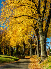 Naklejka premium Yellow Tree Road